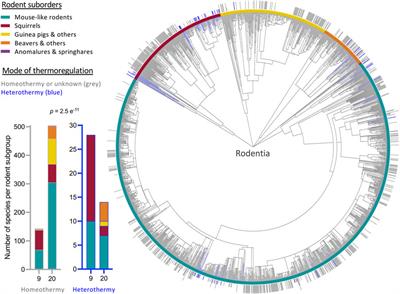 Mitochondrial polymorphism m.3017C>T of SHLP6 relates to heterothermy